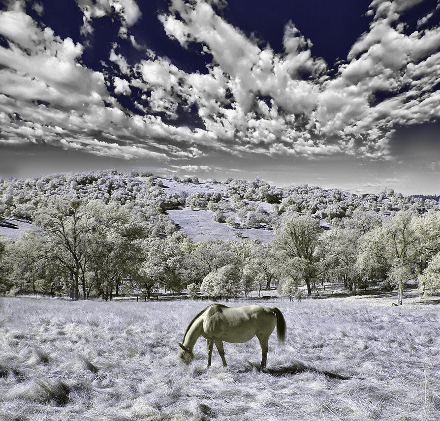 infrared horse11 e1317217806695 45 Impressive Examples of Infrared Photography