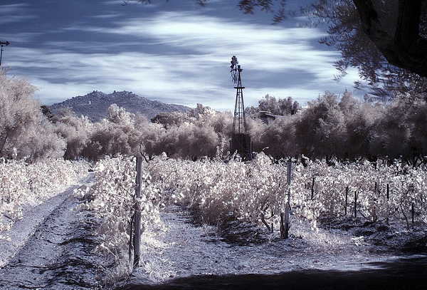 vineyard 45 Impressive Examples of Infrared Photography