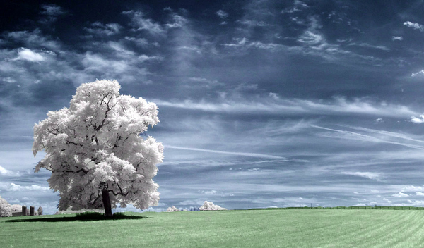 enhanced buzz 16038 1315243167 91 45 Impressive Examples of Infrared Photography