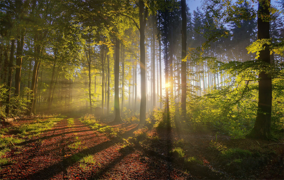 forest sunlight1 Jaw Dropping Photography from Around the World 