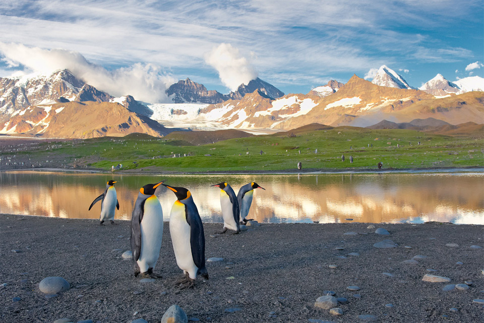 penguins in south georgia island1 Jaw Dropping Photography from Around the World 