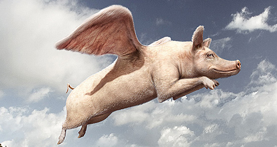 flying-pig-l1.jpg